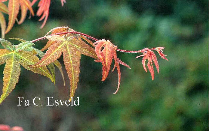 Acer palmatum 'Beni maiko'