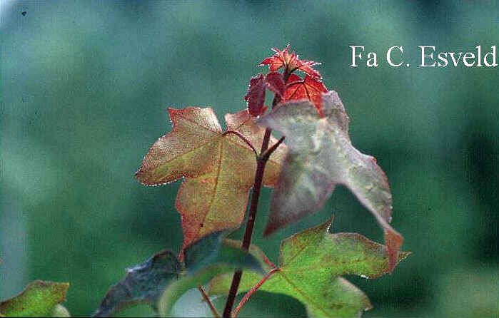 Acer cappadocicum 'Rubrum'