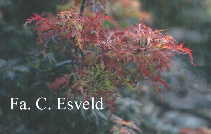 Acer palmatum 'Felice'