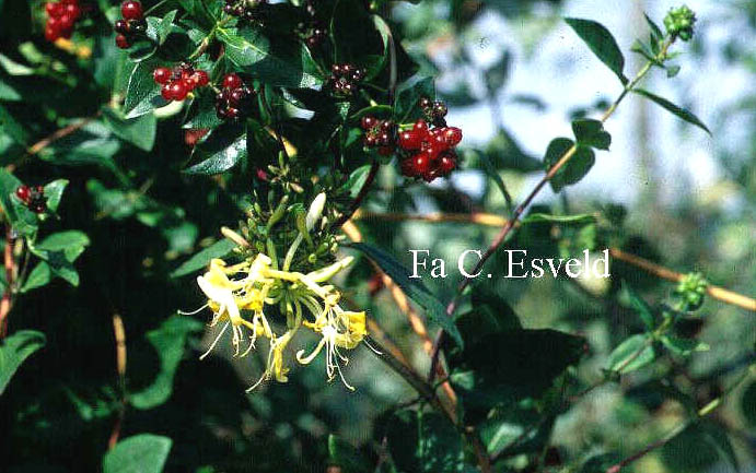 Lonicera periclymenum 'Graham Thomas'