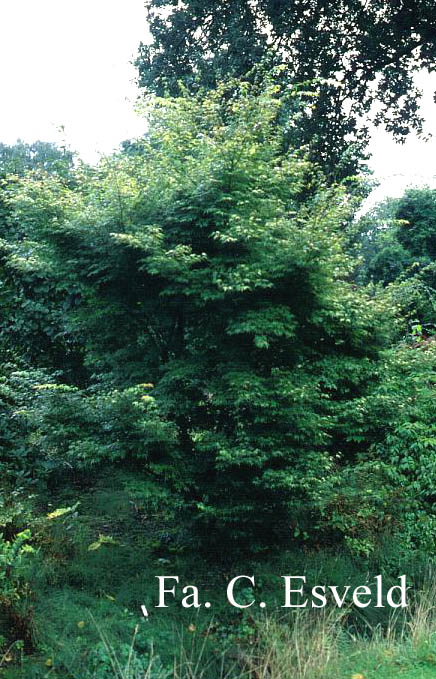 Acer palmatum 'Katsura'