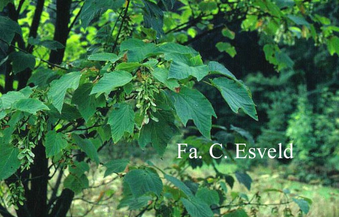 Acer pensylvanicum