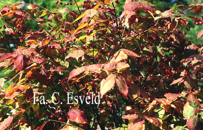 Euonymus planipes