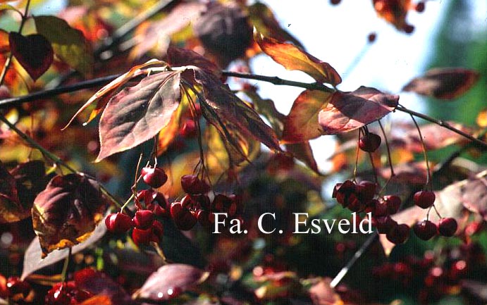 Euonymus planipes