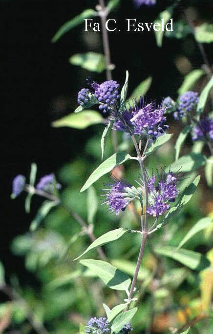 Caryopteris clandonensis 'Heavenly Blue'