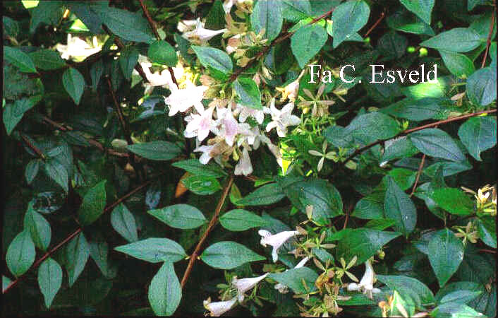 Abelia grandiflora 'Gold Spot'