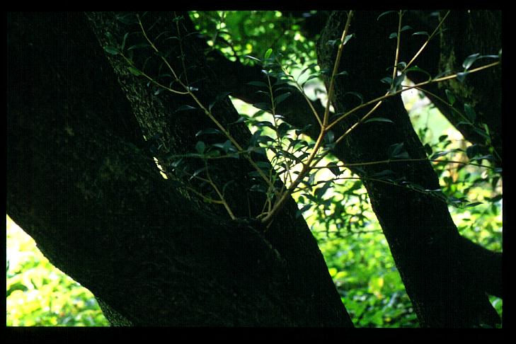 Osmanthus burkwoodii