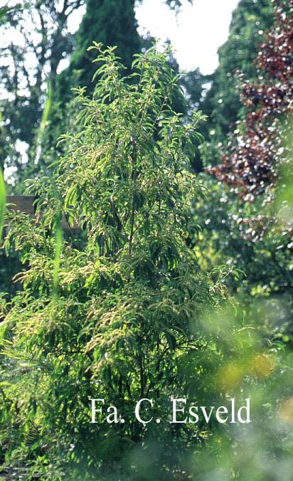 Clethra barbinervis