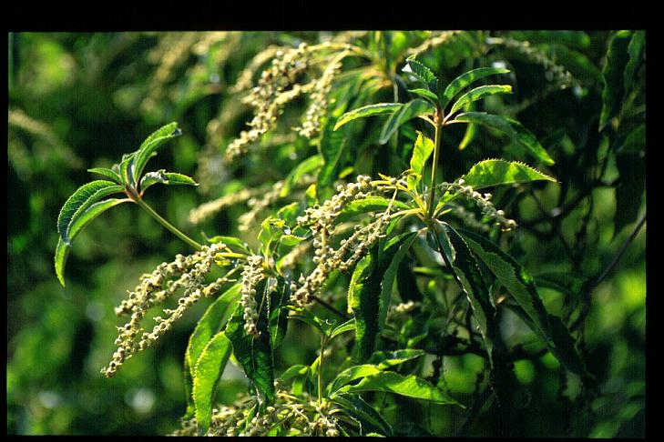 Clethra barbinervis