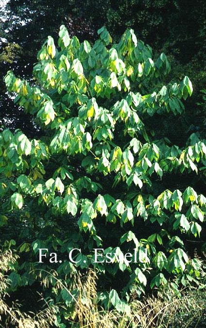 Asimina triloba