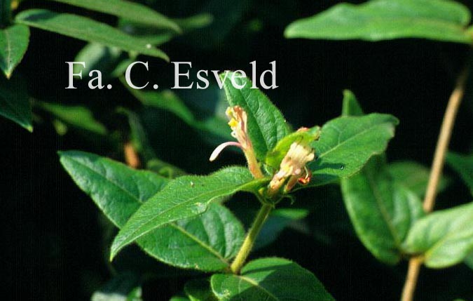Lonicera giraldii