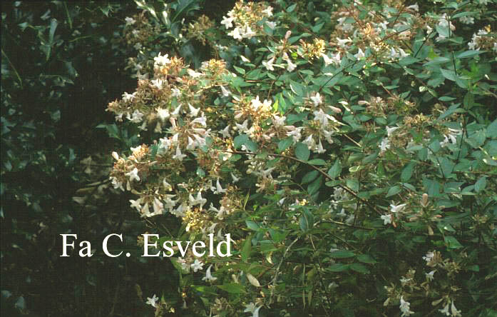 Abelia grandiflora