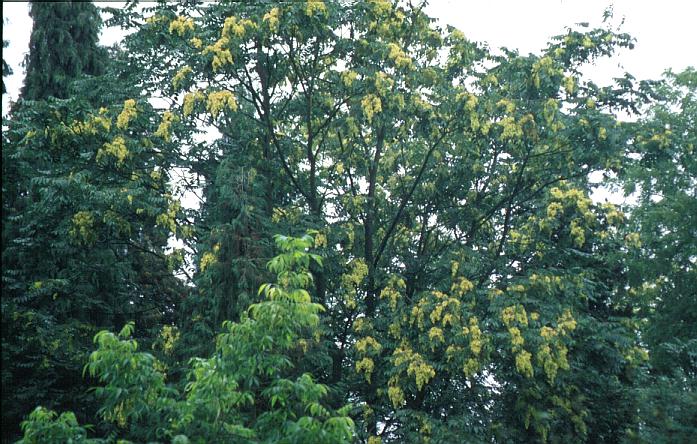 Ailanthus altissima