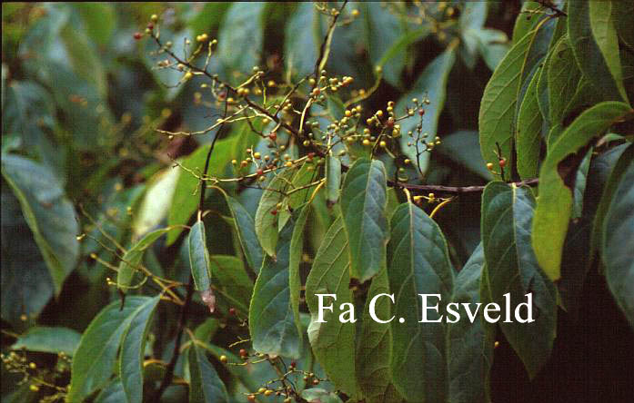 Ehretia acuminata var. obovata