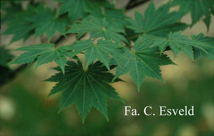 Acer shirasawanum