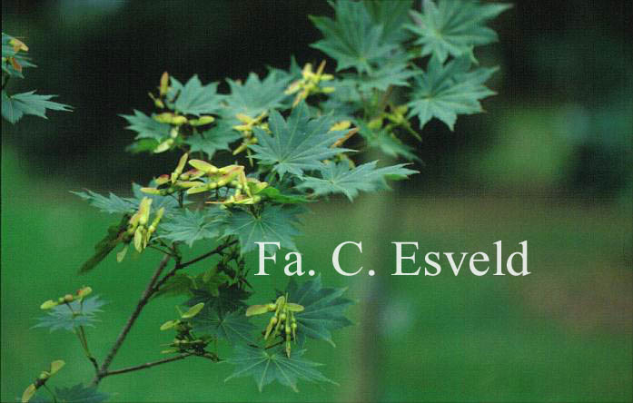 Acer shirasawanum