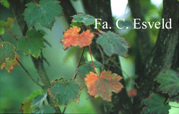 Acer caudatum ssp. ukurunduense