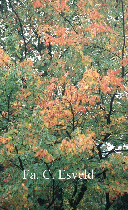 Acer rubrum