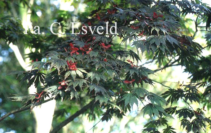 Acer shirasawanum 'Yasemin'