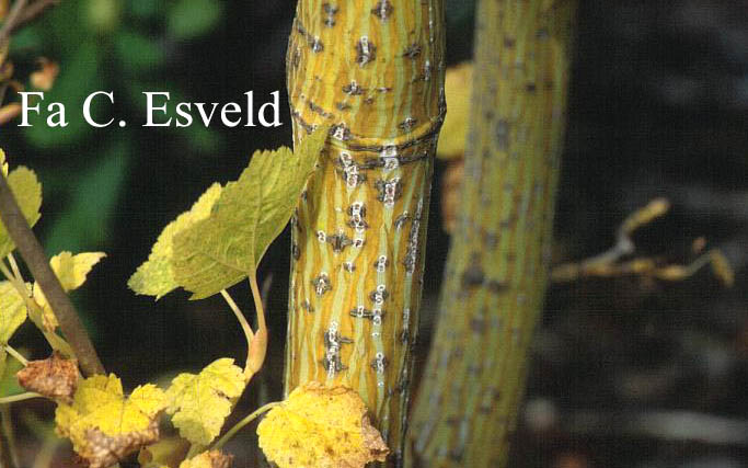 Acer rufinerve 'Erythrocladum'