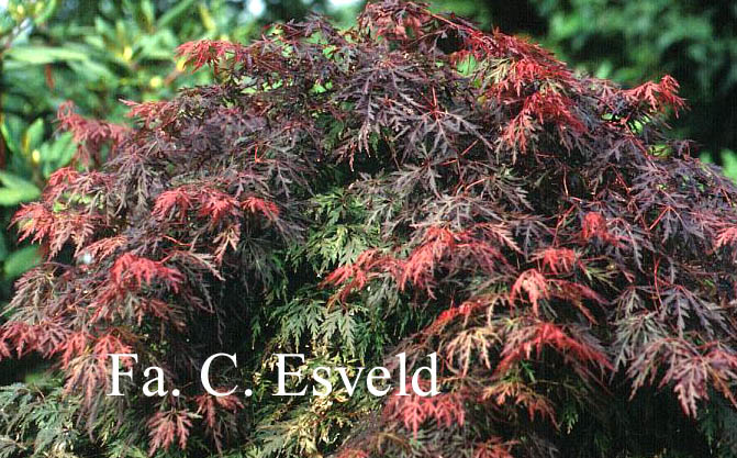 Acer palmatum 'Orangeola'