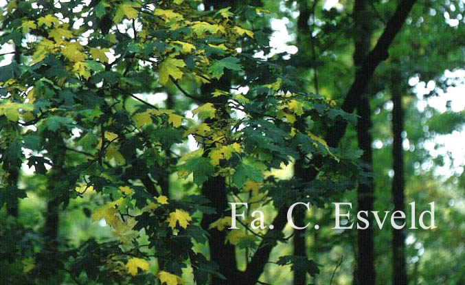 Acer platanoides