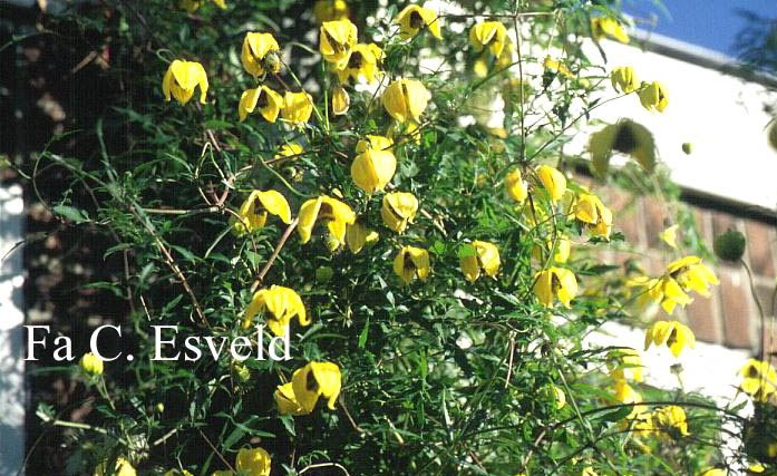Clematis thibetana tangutica