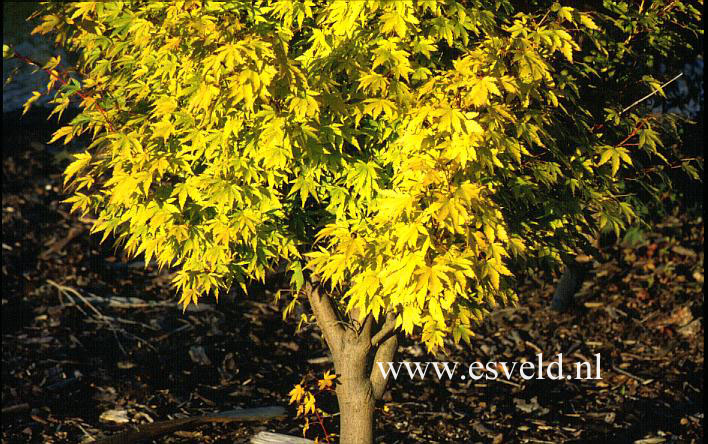 Acer palmatum 'Sango kaku'