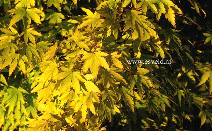 Acer palmatum 'Sango kaku'