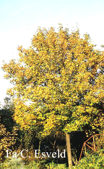 Acer platanoides 'Emerald Queen'