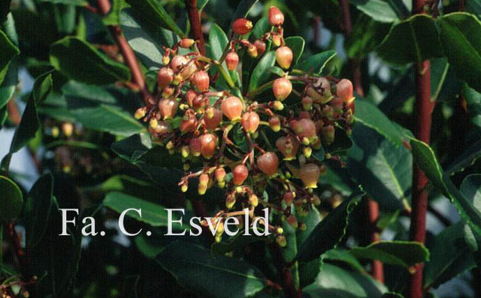 Arbutus unedo 'Rubra'