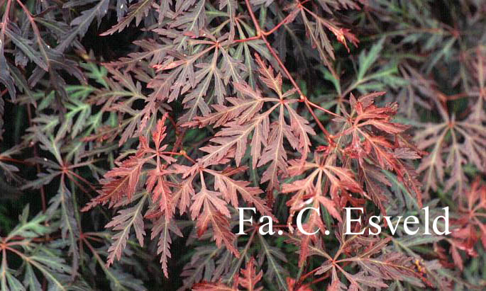 Acer palmatum 'Orangeola'