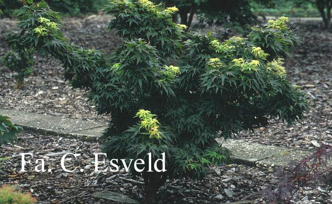 Acer palmatum 'Mikawa yatsubusa'
