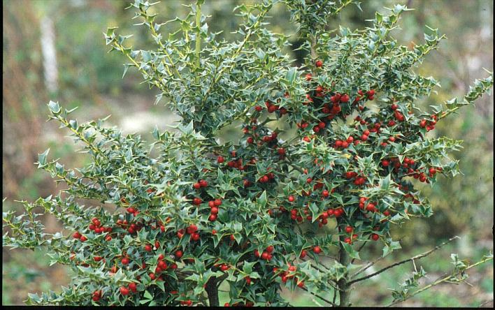 Ilex pernyi (Perny's holly)