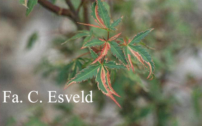 Acer palmatum 'Beni shichi henge'