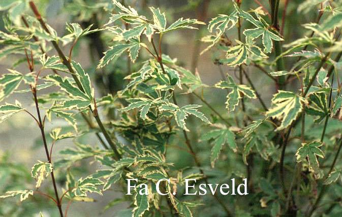 Acer palmatum 'Oku Kuji nishiki'