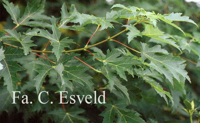 Acer saccharinum 'Pyramidale'