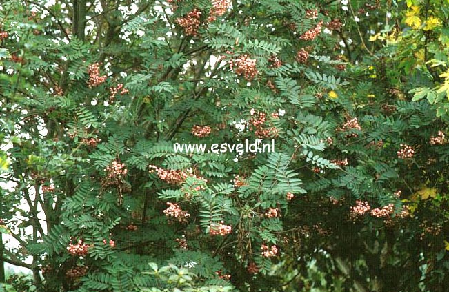 Sorbus rockii 'Pink Pearl'