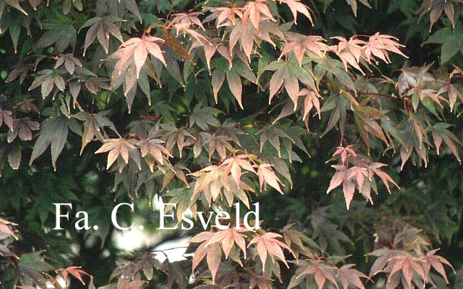 Acer palmatum 'Oshio beni'