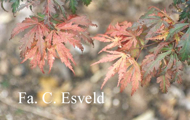 Acer palmatum 'Ariadne'