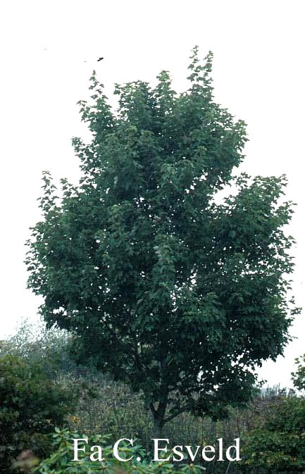 Acer rubrum 'Morgan' (INDIAN SUMMER)