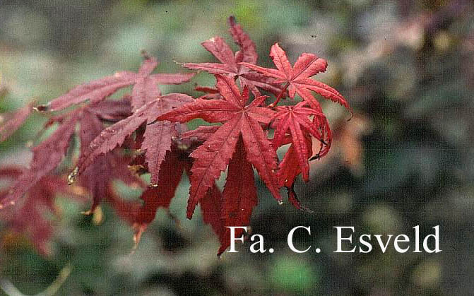 Acer palmatum 'Kasagi yama'