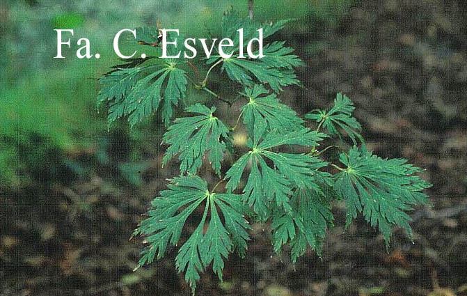 Acer japonicum 'Aconitifolium'