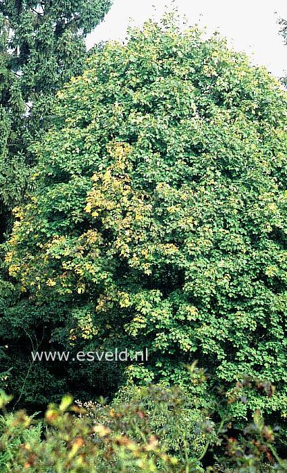 Acer platanoides 'Almira'