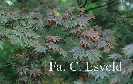 Acer shirasawanum 'Gloria'