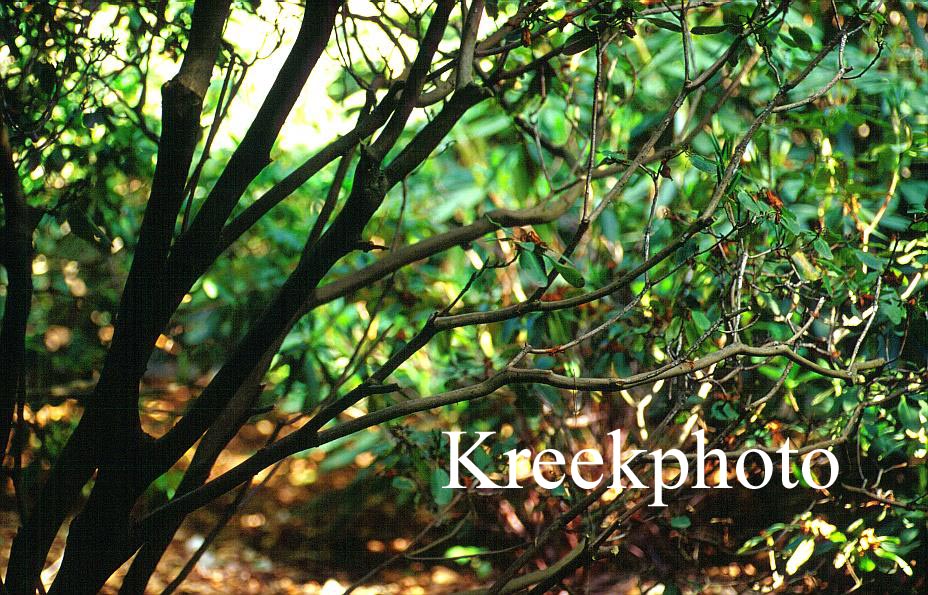 Rhododendron erubescens