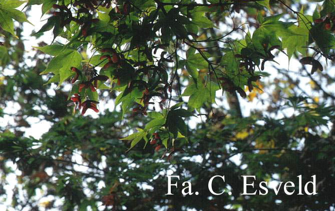 Acer palmatum 'Ohsakazuki'