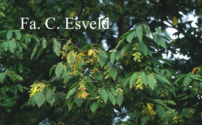 Acer carpinifolium