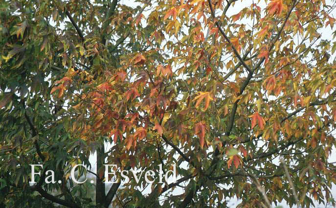 Acer saccharum ssp. leucoderme