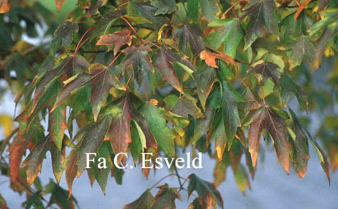 Acer saccharum ssp. floridanum